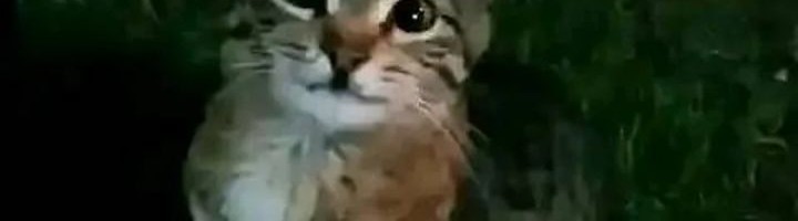 Cosmic Heavenly Demon 3077 Chapter 5 Gambar 152