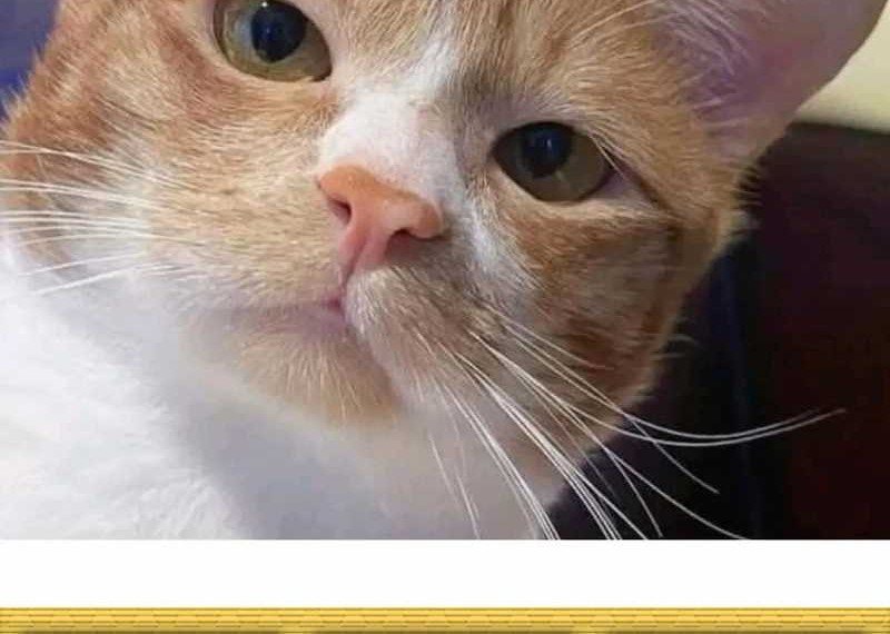 Starting From Maximum Charm Point Chapter 84 Gambar 42