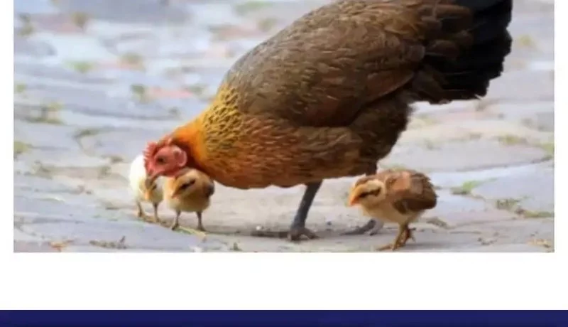 Supreme Curse Master Chapter 25 Gambar 47