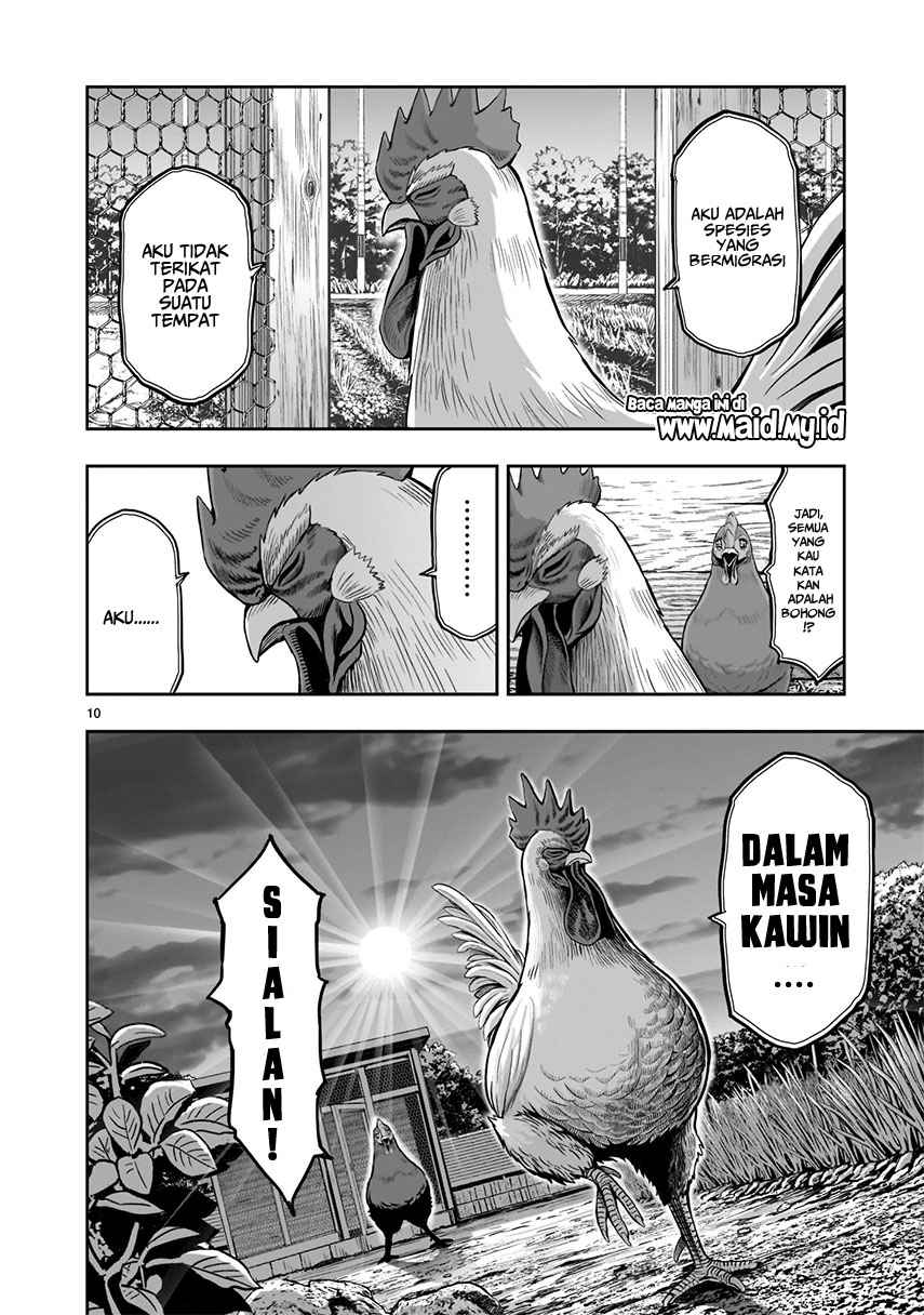 Rooster Fighter Chapter 01 Gambar 12